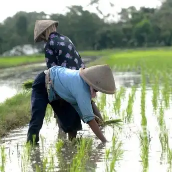 Hasil Sensus Pertanian, Unit Usaha Perorangan di Kalsel Masih Dominan