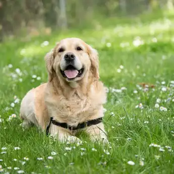 Terkenal Sangat Setia, Inilah Beberapa Alasan Anjing Cocok untuk Dipelihara