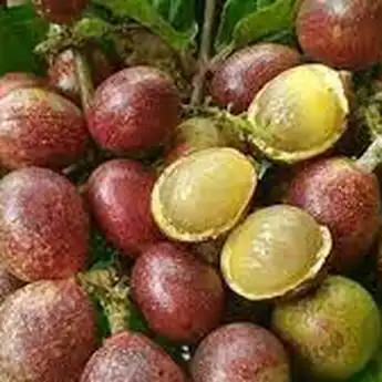 10 Manfaat Buah Matoa untuk Kesehatan, Jaga Imun Tubuh hingga Cegah Kanker
