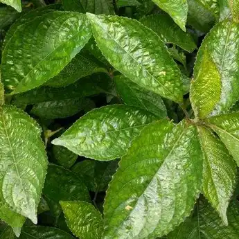 12 Manfaat Daun Keji Beling, Ampuh Atasi Batu Ginjal hingga Diabetes