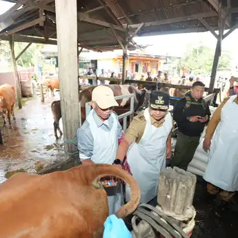 Inseminasi Buatan di Maros Gunakan Sperma Sapi Unggul Simental dan Limosine