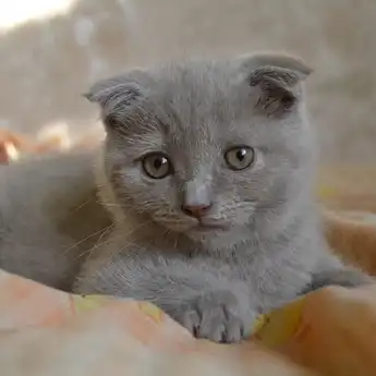 Kenapa Kucing Tidak Masuk Surga? Begini Nasib Mereka di Akhirat