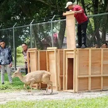 Penangkaran Baru Rusa Sambar Berada di Belakang Kantor Bupati PPU