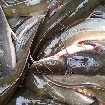 Resep Membuat Ikan Lele Pedas Rawit, yang Bikin Lidah Bergoyang