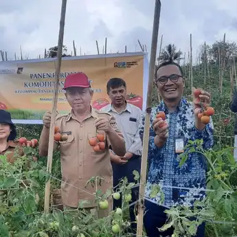 Poktan Binaan BI Sulut Berjumlah 26 Petani dari Kelompok Tani Kelelondey Makmur Sukses Panen Perdana Tomat di Kabupaten Minahasa
