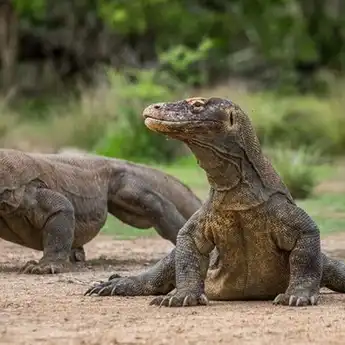 5 Hewan Predator yang Suka Menyiksa Buruannya, Dimangsa Hidup-hidup