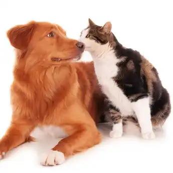 8 Cara Merawat Anjing dan Kucing yang Sudah Tua atau Senior 
