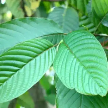 Mengenal Pengertian dan 8 Manfaat Daun Kratom untuk Kesehatan