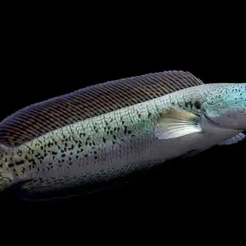 10 Manfaat Ikan Gabus yang Baik untuk Kesehatan, Bisa Percepat Penyembuhan Luka!
