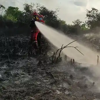 Tim Relawan PMI Prov Kalbar Berjibaku Padamkan Api Karhutla di Parit Haji Muksin