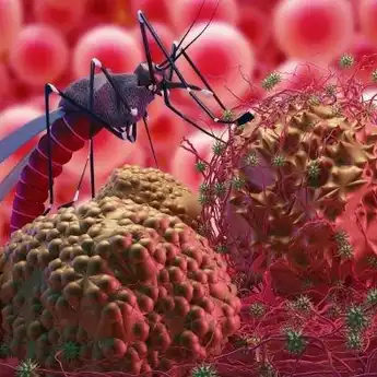7.000 Orang di Brazil Terkena Penyakit Virus , Apa Itu Virus Oropouche?