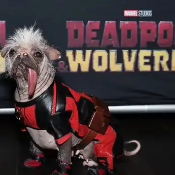 Kisah Pemilihan Dogpool dalam 'Deadpool & Wolverine' Si Anjing Terjelek di Inggris