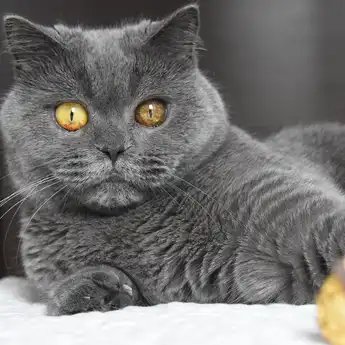 5 Metode Agar Kucing Tidak BAB dan BAK Sembarangan di Rumah 