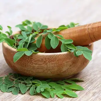 Manfaat Daun Kelor dalam Al-Quran dan 11 Manfaat untuk Kesehatan