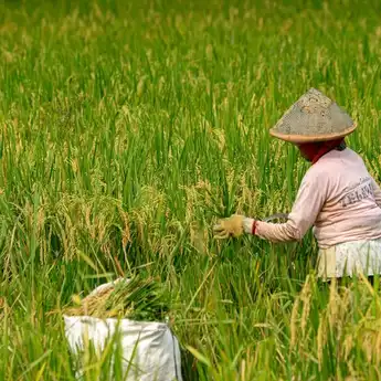 40 Ucapan Hari Tani Nasional 2024, Penuh Rasa Terima Kasih Bermakna