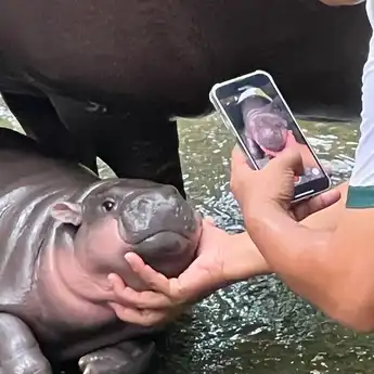 Mengenal Moo Deng, Bayi Kuda Nil asal Thailand yang Menggemaskan!