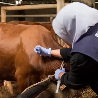 Cegah Penularan PMK, 500 Ekor Sapi Di Kota Bandung Divaksin 