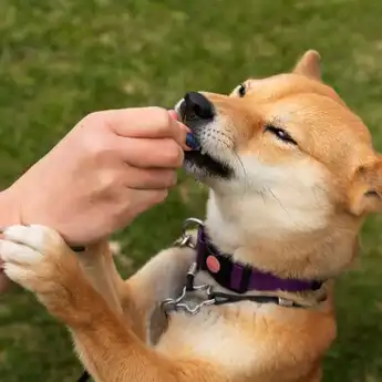 Arti Mimpi Digigit Anjing, Pertanda Apakah ini, Baik atau Buruk?