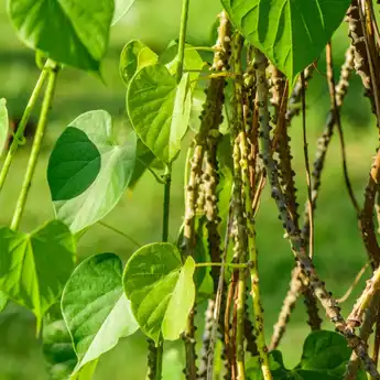 7 Manfaat Brotowali: Tanaman Herbal Pahit dengan Segudang Khasiat