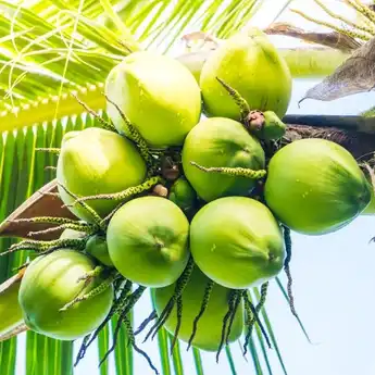 Hindari Minum Air Kelapa Jika Kamu Termasuk Dalam 5 Kelompok Ini!