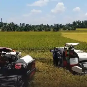 Gabah Sulsel Lampaui Target, Gubernur Apresiasi Sinergi Semua Pihak