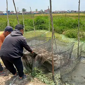 Dibantu KUR BRI, Anggota Pokdakan Desa Sungai Limas Naik Kelas Jadi Pengusaha Kolam Ikan