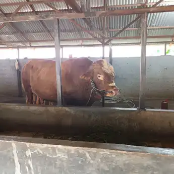 Si Gobang, Sapi yang Dibeli Presiden Prabowo Seberat Hampir 1 Ton