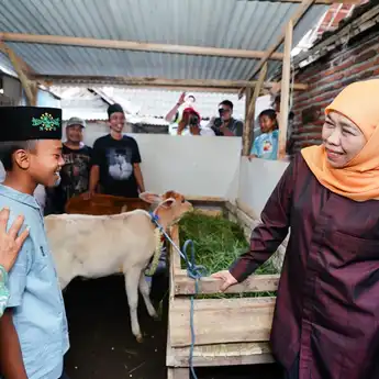 Peternak Cilik dari Singosari, Gubernur Jatim Wujudkan Mimpi Luar Biasa Nanda Menjadi Juragan Sapi