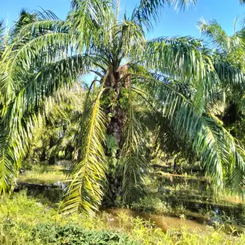 Sujiati Sebut Petani Dilematis untuk Melakukan Alih Fungsi Lahan
