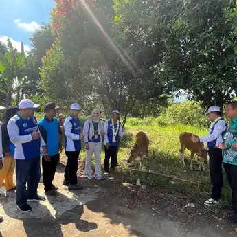 Disnakertrans Kalsel Serahkan Bantuan 7 Ekor Bibit Sapi Ke Desa Danda Jaya Barito Kuala