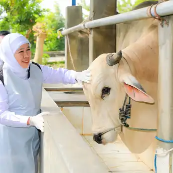 Jawa Timur Siap Penuhi Kebutuhan Nasional: Stok Hewan Kurban Aman, Sehat, dan Surplus
