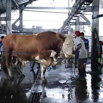 Hingga Hari Kedua Tasyrik, Pemotongan Hewan Kurban di Kota Bandung Lancar