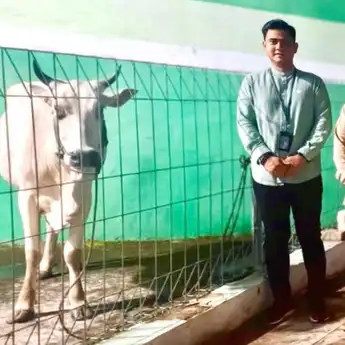 Momen Idul Adha 1446 H BRI Cabang Kotamobagu Serahkan Hewan Qurban Satu Ekor Sapi ke Pemkot