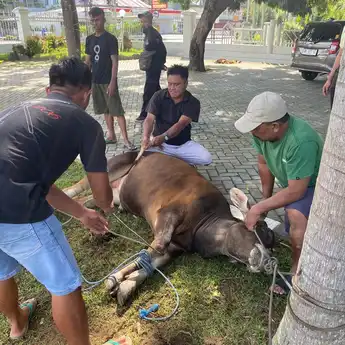 Momen Idul Adha 1446 H, BRI BO Limboto Gelar Pemotongan Hewan Kurban