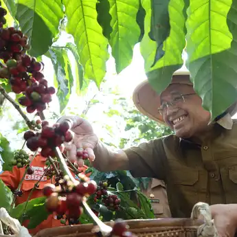 Eksplorasi Potensi Kopi Sumsel: OJK Perkuat Ekosistem dari Hulu ke Hilir