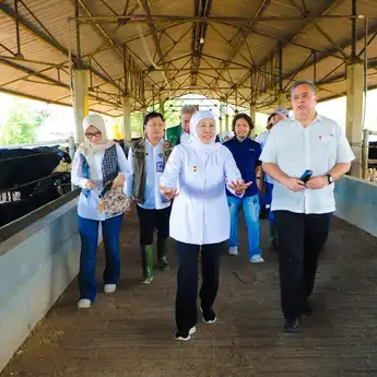 Jawa Timur Datangkan 1.080 Sapi Perah Australia, Gubernur Khofifah Optimistis Dorong Produksi Susu dan Pemerataan Ekonomi