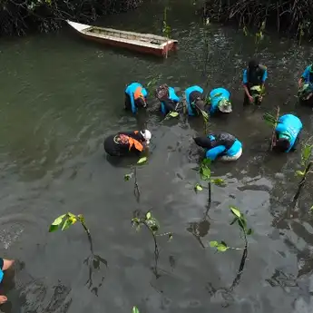Selamatkan Pesisir Malili, PT Vale Tanam 2.000 Mangrove dan Restorasi Terumbu Karang