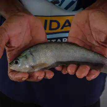 Pertamina Patra Niaga Kilang Plaju Perkuat Konservasi Ikan Belida Sungai Musi Lewat Program Belida Musi Lestari