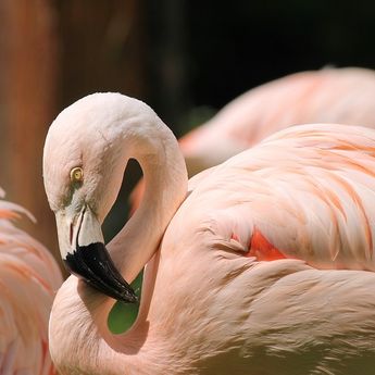 Warnanya Pink dan Punya Kaki Kecil yang Sangat Kuat,Ini 6 Fakta Unik Flamingo