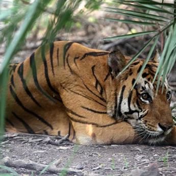 Harimau Bernama Nadia di Kebun Binatang AS Positif Virus Corona