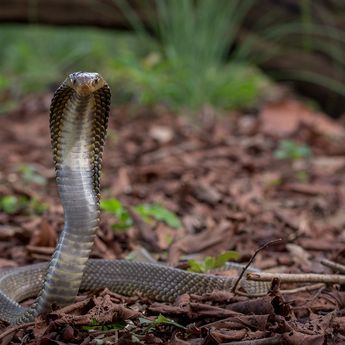 Mengulik Fakta Mengenai Teror Ular Kobra Saat Musim Penghujan Tiba