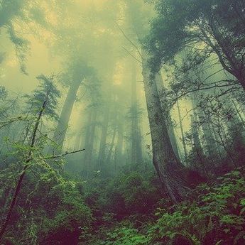 Beri Berbagai Pertanda dan Pesan, Ini 5 Arti Mimpi tentang Hutan