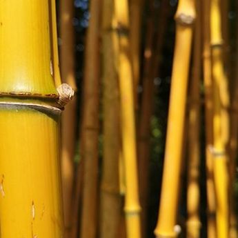 Feng Shui: Benarkah Tanaman Bambu Mengundang Setan? Ini Kata Pakar Feng Shui!