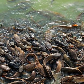 Sering Dimakan Orang Indonesia, Ikan Ini Ternyata Berbahaya Jika Dikonsumsi Berlebihan