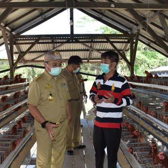 Jaga Ketahanan Pangan di Babel, Gubernur Erzaldi Kunjungi Usaha Peternakan Ayam