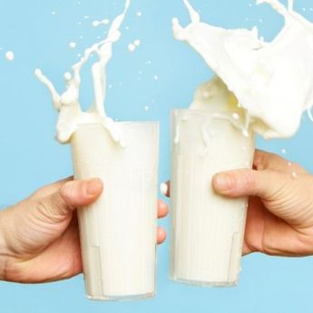 Sama-Sama Susu, Lalu Manakah yang lebih  Sehat? Susu Sapi atau kambing