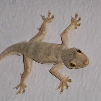 Cara Ampuh Usir Cicak Di Rumah