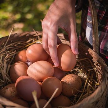 3 Cara Membedakan Telur Segar Dan Telur Busuk Dengan Uji Sederhana