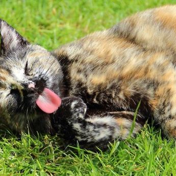 Sering Repot Karena Kucing BAB Sembarang Di Halaman Rumah ? Nah Berikut Tips Agar Hal Ini Bisa Dihindari