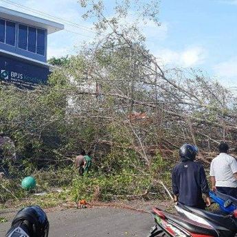 Pohon di Depan BPJS Kesehatan Tumbang, 1 Mobil dan 6 Motor Rusak Tertimpa